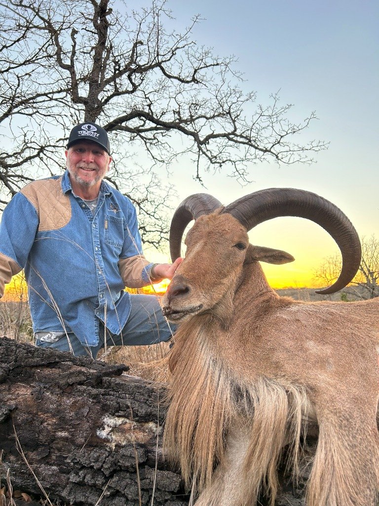 Hunter holding mature Aoudad ram horns at golden hour sunset