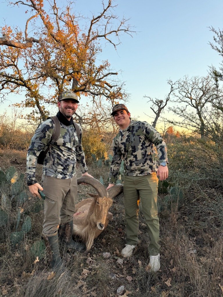 Guide and hunter kneeling holding massive curved horns of trophy Aoudad ram